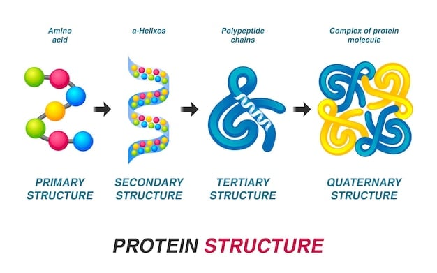 A detailed schematic or infographic illustrating the synergistic pathways enhanced by a foundational muscle growth supplement stack, focusing on ATP, protein synthesis, and nutrient absorption.
