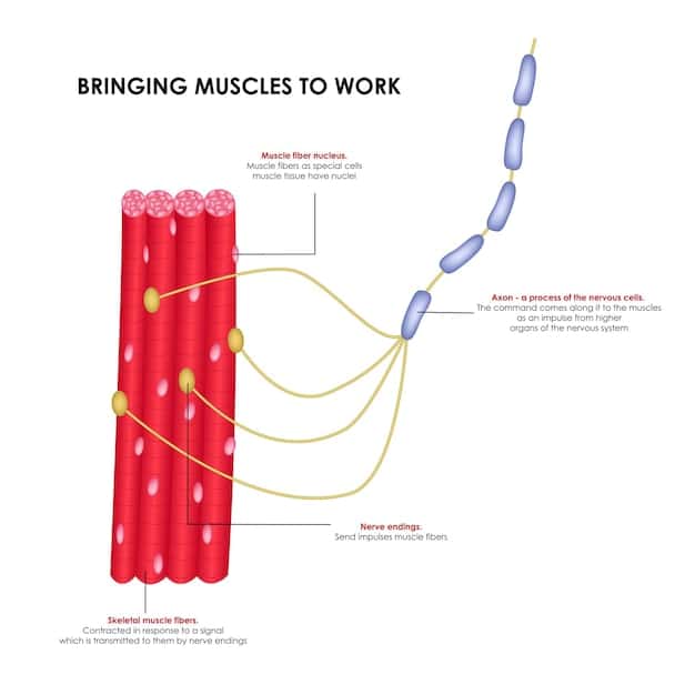 A detailed illustration of muscle fibers and their growth process, representing hypertrophy and cellular adaptation.