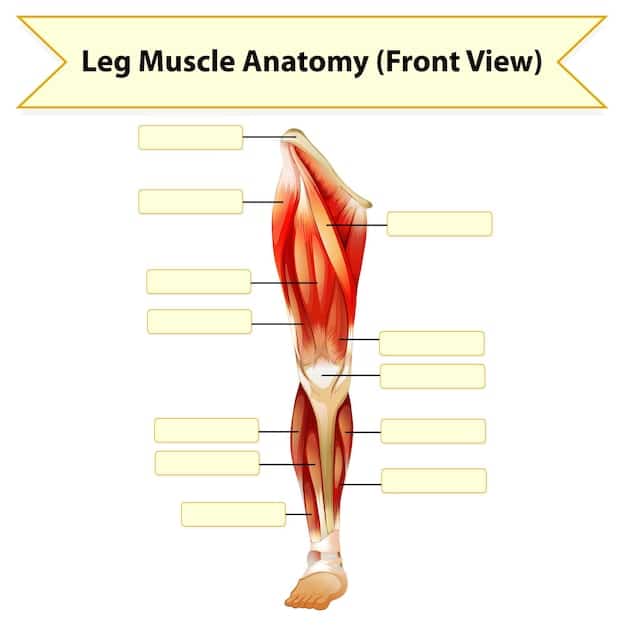 A detailed anatomical diagram highlighting the major muscle groups involved in the deadlift, including hamstrings, glutes, quads, erector spinae, lats, and trapezius, with arrows indicating muscle action during the lift.