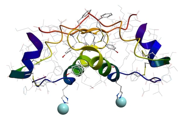 A schematic diagram illustrating the energy pathways in muscle cells, highlighting the role of ATP and phosphocreatine during high-intensity exercise.