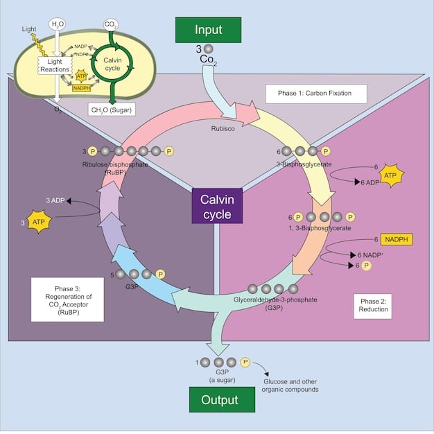 A detailed graphic showing the different sleep cycles (REM, NREM stages) and arrows pointing to their benefits like muscle repair, hormone regulation, and cognitive restoration. Educational and clean design.
