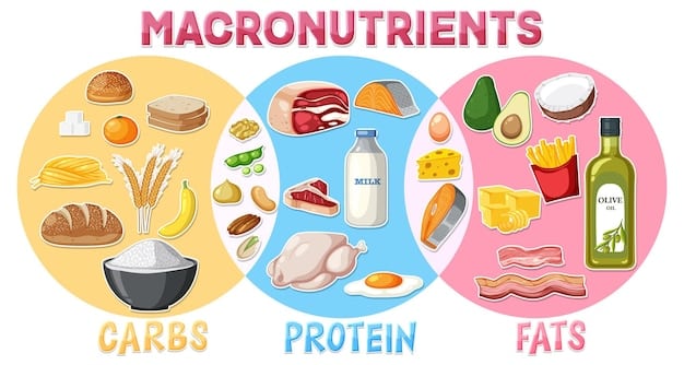 A detailed infographic illustrating the breakdown of macronutrients (proteins, carbohydrates, fats) with specific examples of food sources. The visual uses clean, modern graphics and includes percentage allocations.
